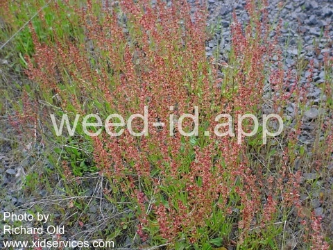 sorrel, red
